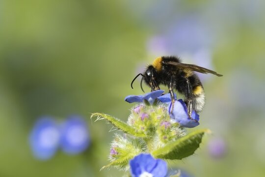 Buff tailed bumble bee (Bombus terrestris) adult feeding on a Speedwell flower, Suffolk, England, United Kingdom