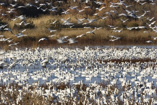 Snow Geese (Anser caerulescens atlanticus, Chen caerulescens) wintering in the Bosque del Apache Wildlife Refuge, New Mexico, USA, North America
