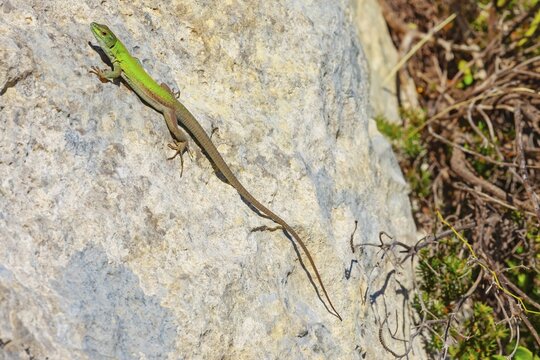 Sicilian wall lizard (Lacerta wagleriana), sitting on a rock, Avola, Noto Valley, Sicily, Italy