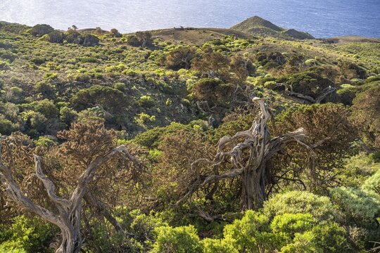 Juniper trees shaped by the wind Sabina near El Sabinar, El Hierro, Canary Islands, Spain