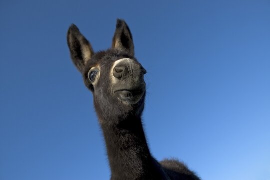 Young donkey