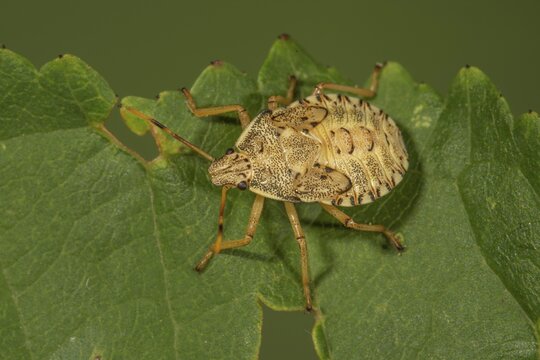 Tree bug, forest guardian (Arma custos) in the fifth larval stage on a leaf, Baden-W&uuml;rttemberg, Germany