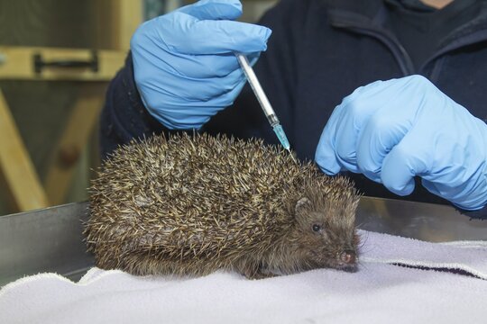 European hedgehog (Erinaceus europaeus) adult being injected with medicine at an animal hospital, Suffolk, England, United Kingdom