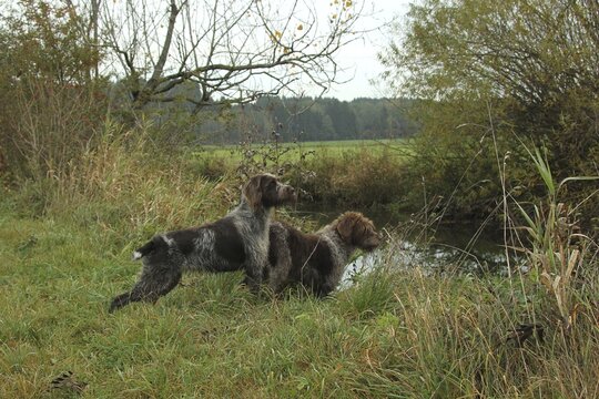 Hunting dog Bohemian Raubart or also Cesky Fousek left and Griffon hunting ducks at the stream, Allg&auml;u, Bavaria, Germany