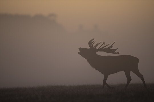Red Deer (Cervus elaphus), stag, Copenhagen, Denmark