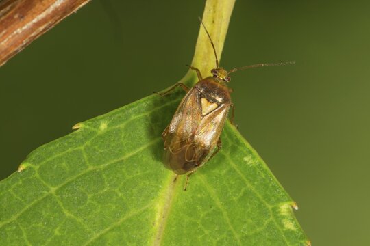 Common meadow bug (Lygus pratensis) on a leaf, Baden-W&uuml;rttemberg, Germany