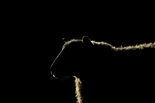 Domestic sheep (Ovis aries) adult ewe farm animal rim lit standing in a grass field, England, United Kingdom