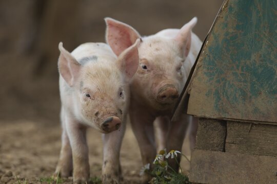 Pig (Sus domesticus) two juvenile piglets standing by a pigsty in a farm field, Suffolk, England, United Kingdom