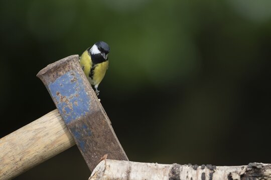 Great tit (Parus major), adult bird on an axe, Powys, Wales, Great Britain
