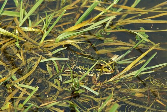 Water frog Rana esculenta Bavaria Germany