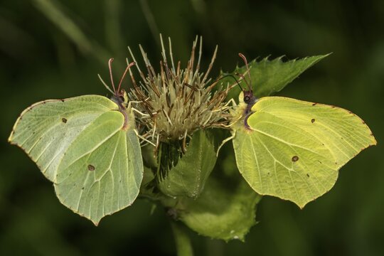 Brimstone (Gonepteryx rhamni) on Cabbage Thistle (Cirsium oleraceum) left female, right male, Baden-W&uuml;rttemberg, Germany