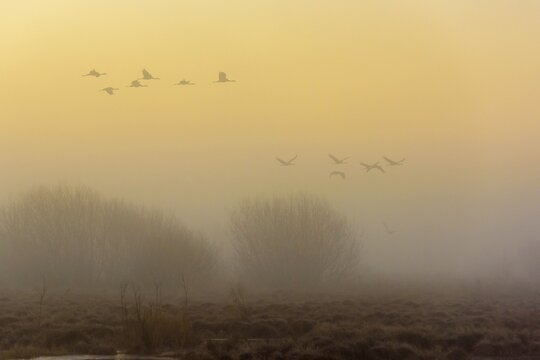Flying cranes (grus grus) at daybreak over a misty moor, flock of birds, migratory birds, bird migration, V&auml;sterg&ouml;tland, Sweden