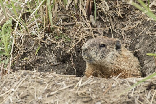 Groundhog (Marmota) or woodchuck watching at the entrance of the den. monax