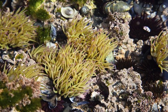 Snakelocks anemone (Anemonia sulcata), tide pool, Algarve, Atlantic, Portugal, Europe