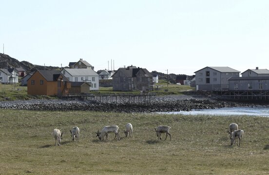 Reindeer (Rangifer tarandus) Foraging in the tundra on the shore of the Barents Sea against the backdrop of Hamningberg, Arctic Ocean, Varangerhalvoya, Northern Norway, Scandinavia