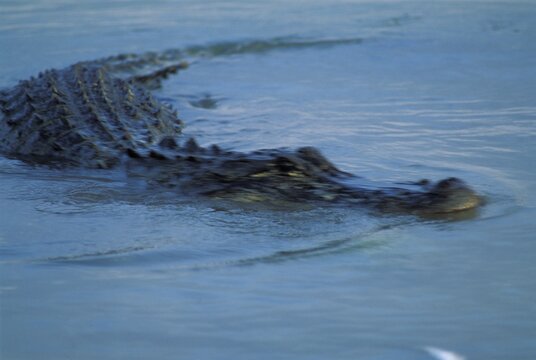 American crocodile ( Crocodylus acutus ) - Florida