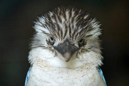 Blue-winged Kookaburra (Dacelo leachii) Blue-winged Kookaburra, Animal portrait, Habitat Australia, Captive, Germany