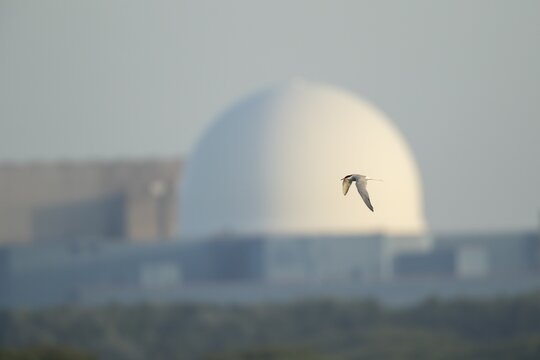 Common tern (Sterna hirundo) adult bird in flight with Sizewell B nuclear power station in the background, RSPB Minsmere nature reserve, Suffolk, England, United Kingdom