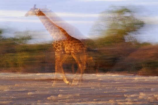 Running giraffe ( Giraffa camelopardalis ) - Etosha National Park - Namibia