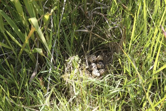 Common quail (Coturnix coturnix) Nest and clutch in tall grass, Lower Austria, Austria