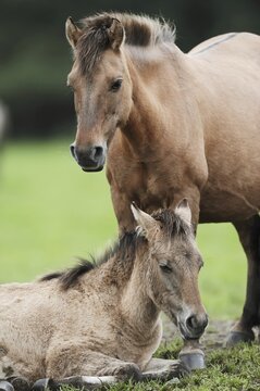 D&uuml;lmener Wildpferd, mare with foal, Merfelder Bruch, D&uuml;lmen, North Rhine-Westphalia, Germany