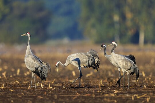 Three cranes walking on an earthy field with a wooded background, crane (Grus grus) wildlife, Western Pomerania Lagoon Area National Park, Zingst, Mecklenburg-Western Pomerania, Germany