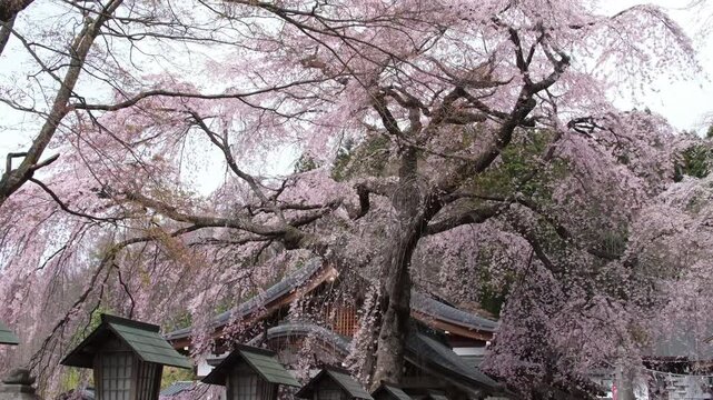 満開の楽翁桜