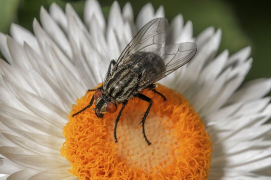 Flesh fly (Sarcophagidae) on a white immortelle (Helychrysum), Baden-W&uuml;rttemberg, Germany