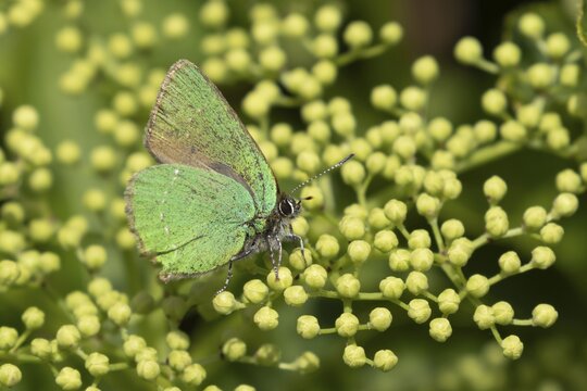 Green hairstreak butterfly (Callophrys rubi) adult insect on flower buds in spring, Suffolk, England, United Kingdom