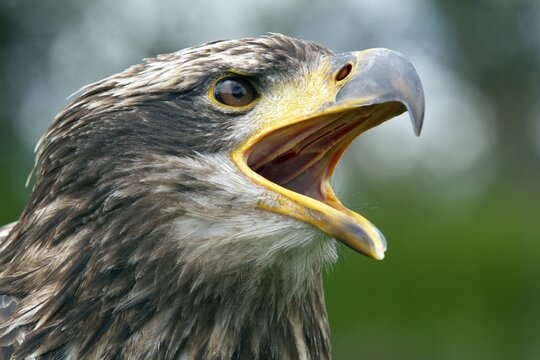 Black chested buzzard, Geranoaetus melanoleucus, Immature female perched on a tree, Open beak, Close-up, Imbabura province, Ecuador, South America