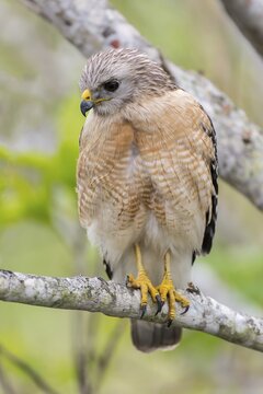 Red-shouldered Hawk (Buteo lineatus), Anhinga Trail, Everglades National Park, Florida, USA