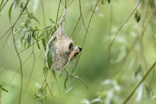 Penduline Tit (Remiz pendulinus) building a nest, Danube Delta, Romania