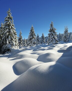 Deep snow-covered untouched winter landscape in the Harz National Park, humpback meadow, spruces (Picea abies) covered with snow, near Schierke, Saxony-Anhalt, Germany