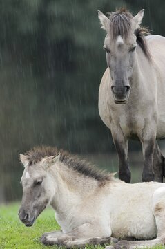 D&uuml;lmen wild horse, mare with foal in the rain, Merfelder Bruch, D&uuml;lmen, North Rhine-Westphalia, Germany