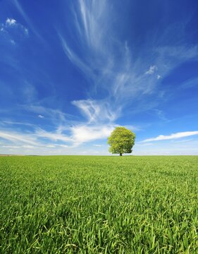 Large solitary horse chestnut (Aesculus) on green field, blue sky with cumulus clouds, Burgenlandkreis, Saxony-Anhalt, Germany