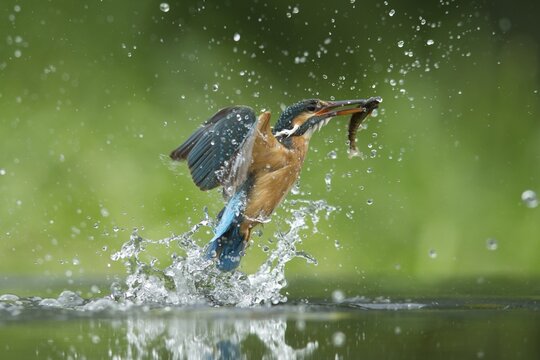Common kingfisher (Alcedo atthis) adult female bird emerging from the water of a river with a minnow fish in its beak in summer, England, United Kingdom