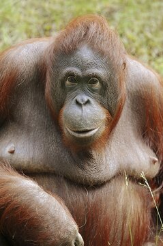 Bornean orangutan (Pongo pygmaeus), female, captive, occurring on Borneo