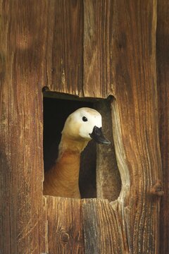 Ruddy Shelduck (Tadorna ferruginea) Female looking out of the brood box, nest box in a field barn, Allg&auml;u, Bavaria, Germany