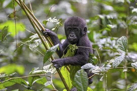 Western lowland gorilla (Gorilla gorilla gorilla) near the Ba&iuml;-Hokou forest clearing, juvenile, Dzanga-Ndoki National Park, Unesco World Heritage Site, Dzanga-Sangha Complex of Protected Areas (DSPAC), Sangha-Mba&eacute;r&eacute; Prefecture, Central African Republic