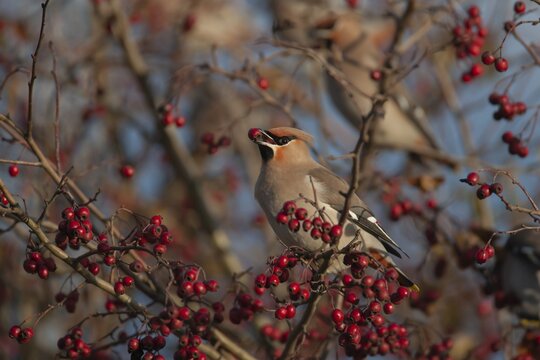 Waxwing (Bombycilla garrulus) adult bird feeding on a Hawthorn tree berry in a hedgerow in autumn, Norfolk, England, United Kingdom