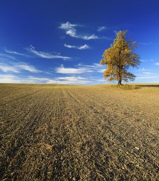 Ploughed and harrowed field with Solit&auml;rOak (Quercus) in autumn, near Auma, Thuringia, Germany