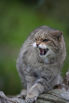European wildcat (Felis silvestris) adult animal snarling, United Kingdom