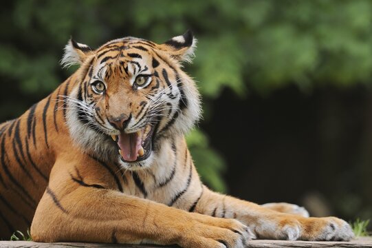 Sumatran tiger (Panthera tigris sumatrae), male snarling, captive, occurring on Sumatra, Indonesia