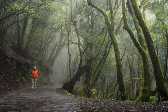 A hiker on a hiking trail in the cloud forest. Laurel trees with moss and lichen. Foggy weather. Garajonay National Park, La Gomera, Canary Islands, Spain
