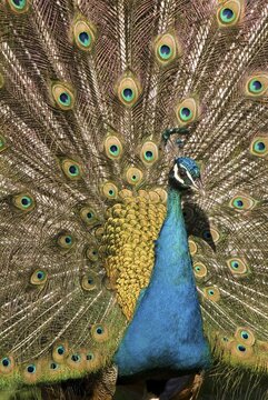 Peacock (Pavo), Strass im Zillertal, Tyrol, Austria, Europe