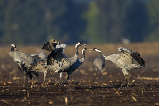 Two cranes interact in a field in a dancing pose, crane (Grus grus) wildlife, Western Pomerania Lagoon Area National Park, Zingst, Mecklenburg-Western Pomerania, Germany