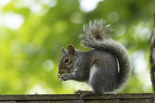 Grey squirrel (Sciurus carolinensis) adult animal eating a walnut tree nut on a wooden garden fence, England, United Kingdom