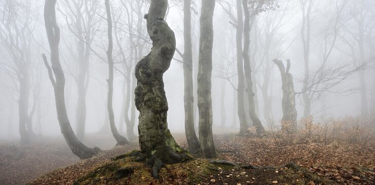 Mysterious forest in the fog, bizarrely overgrown bare beech trees, autumn, Ore Mountains, Czech Republic