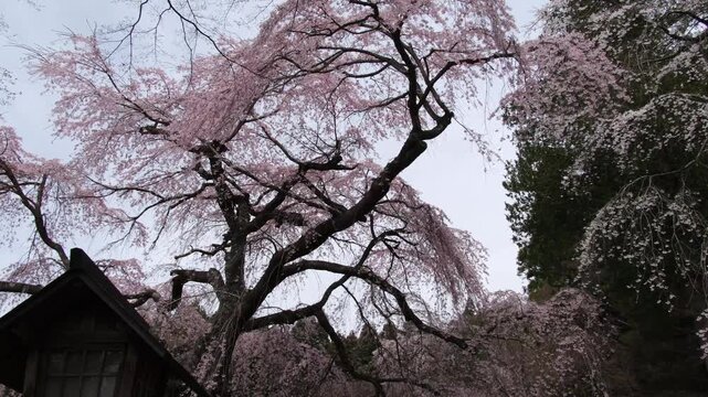 楽翁桜と灯篭