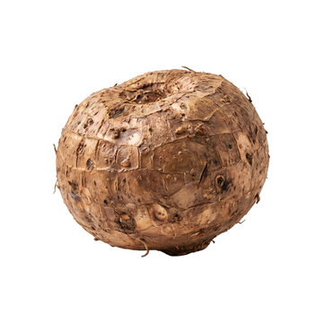 Elephant Foot Yam or Suran Root Vegetable Isolated on White Background.